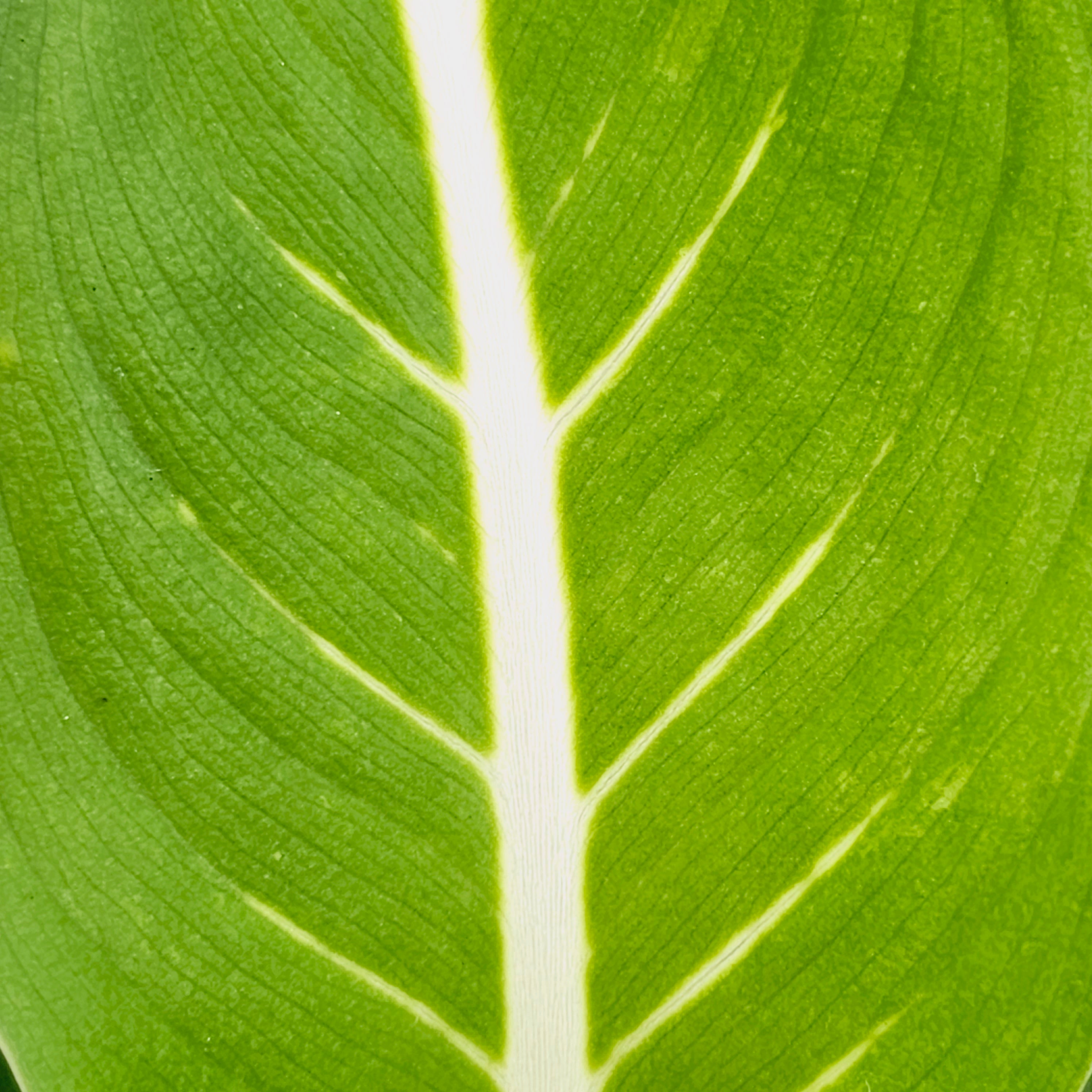 Dieffenbachia maculata Sterling