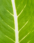 Dieffenbachia maculata Sterling