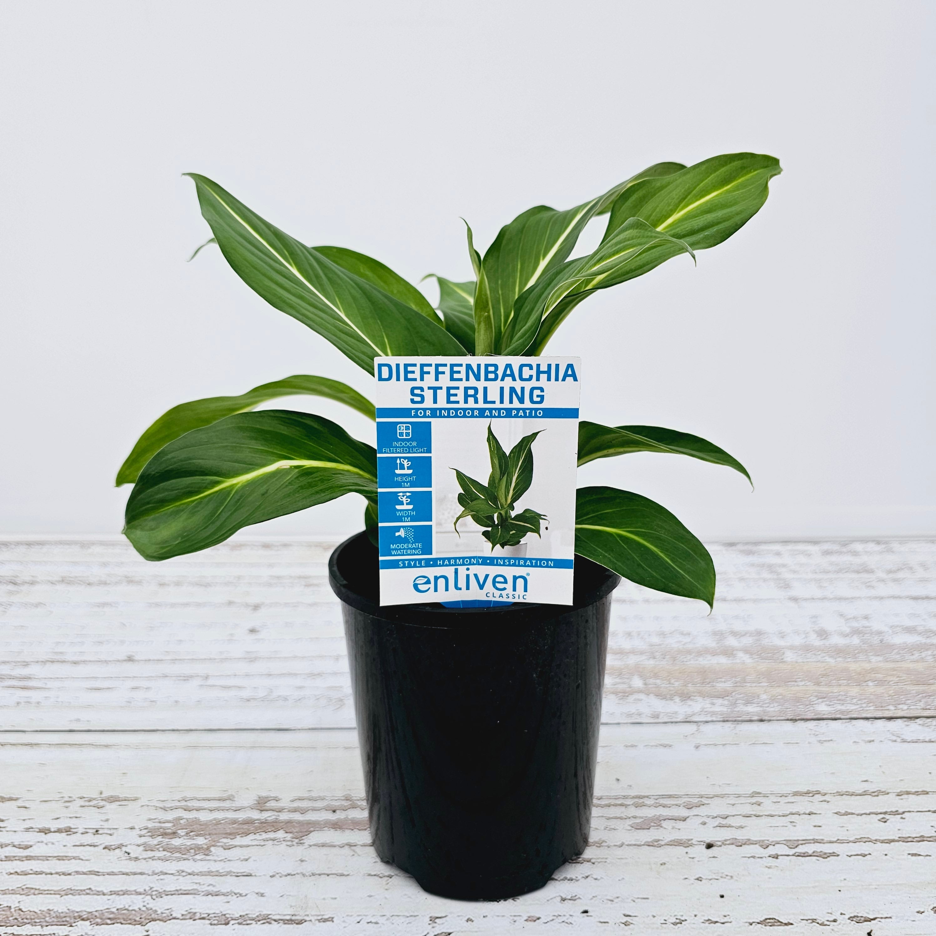 Dieffenbachia maculata Sterling