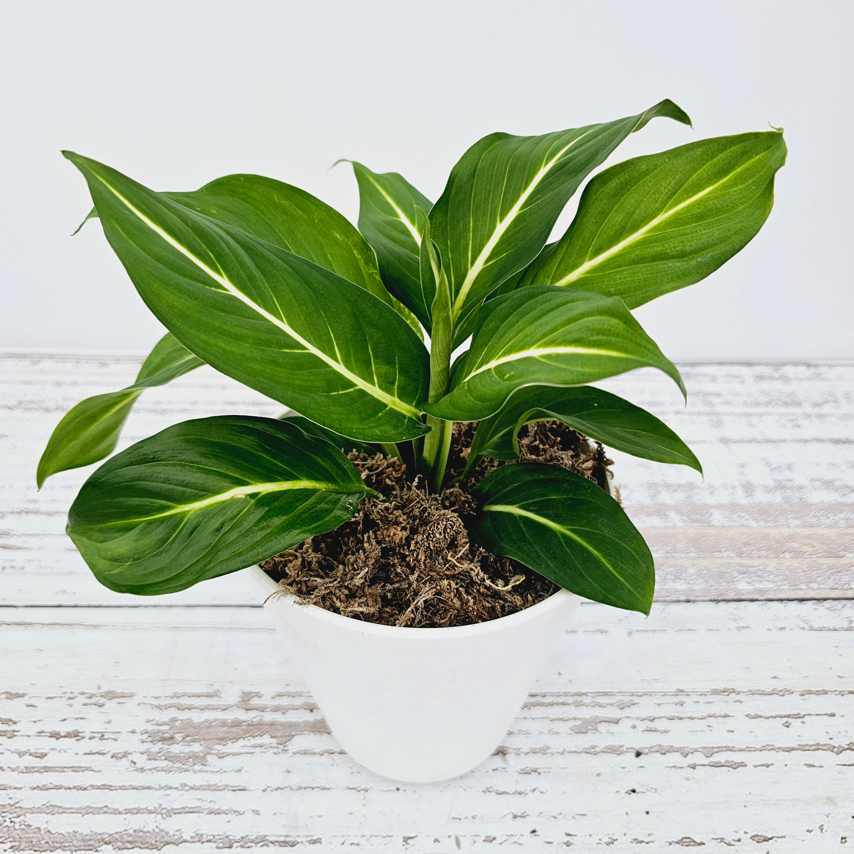 Dieffenbachia maculata Sterling