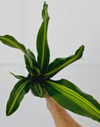 Dracaena fragrans 'Marley'