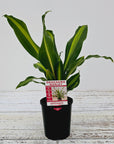Dracaena fragrans 'Marley'