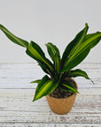 Dracaena fragrans 'Marley'