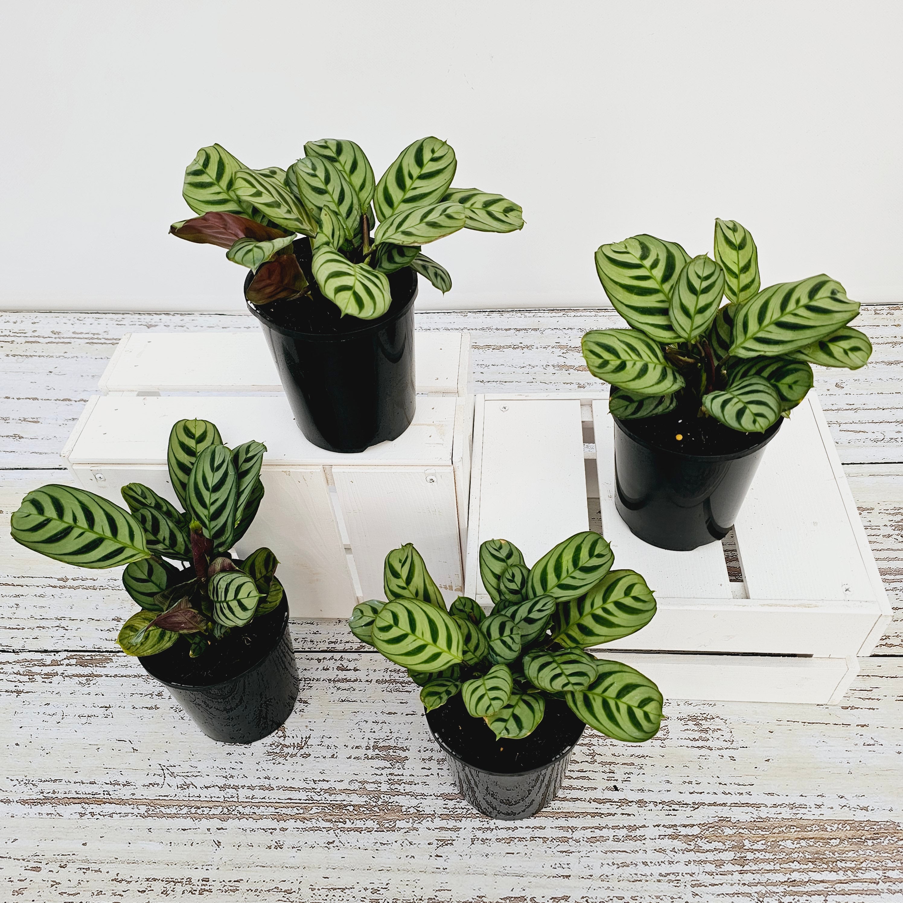 Ctenanthe burle marxii Amabilis