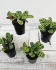 Ctenanthe burle marxii Amabilis