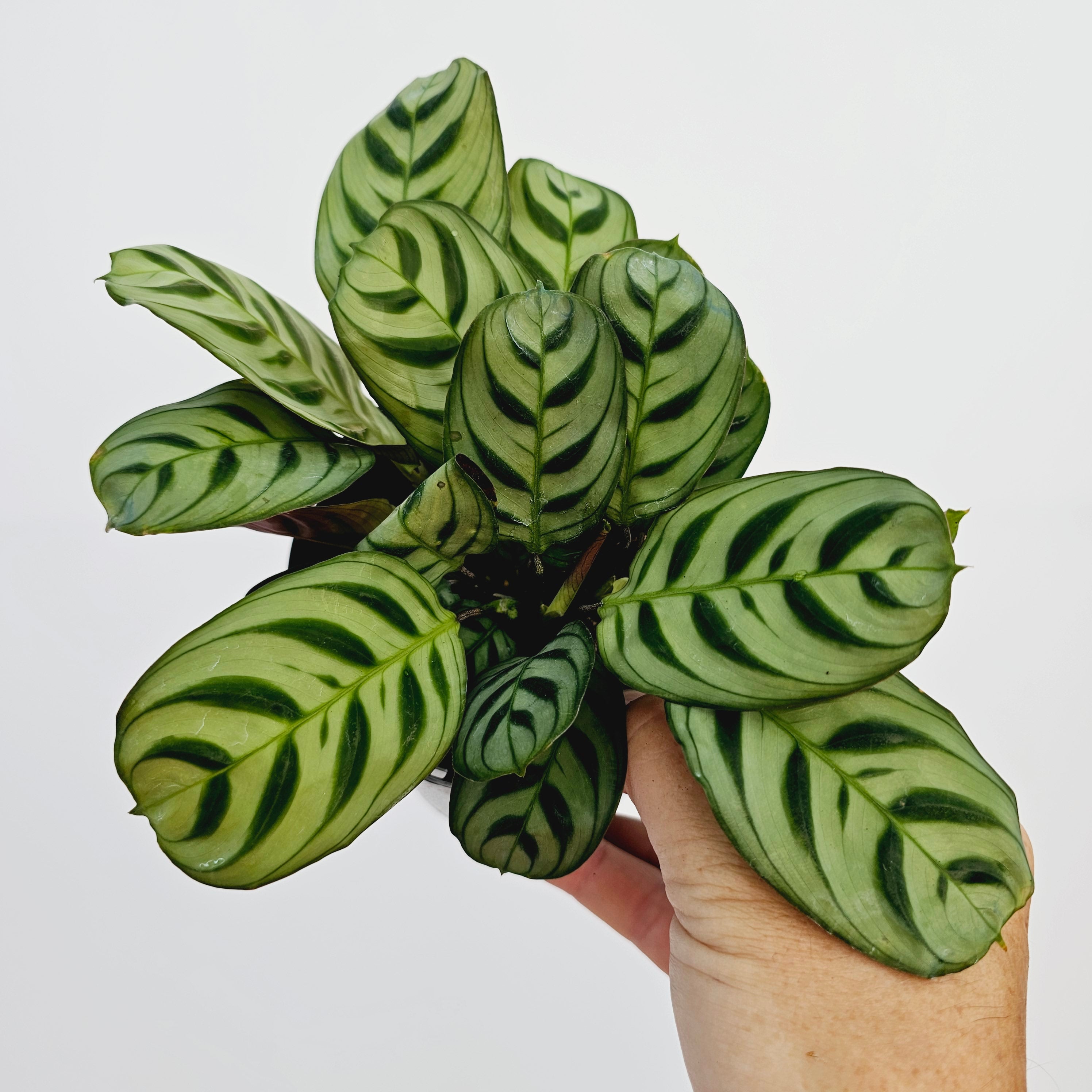Ctenanthe burle marxii Amabilis