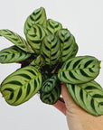 Ctenanthe burle marxii Amabilis