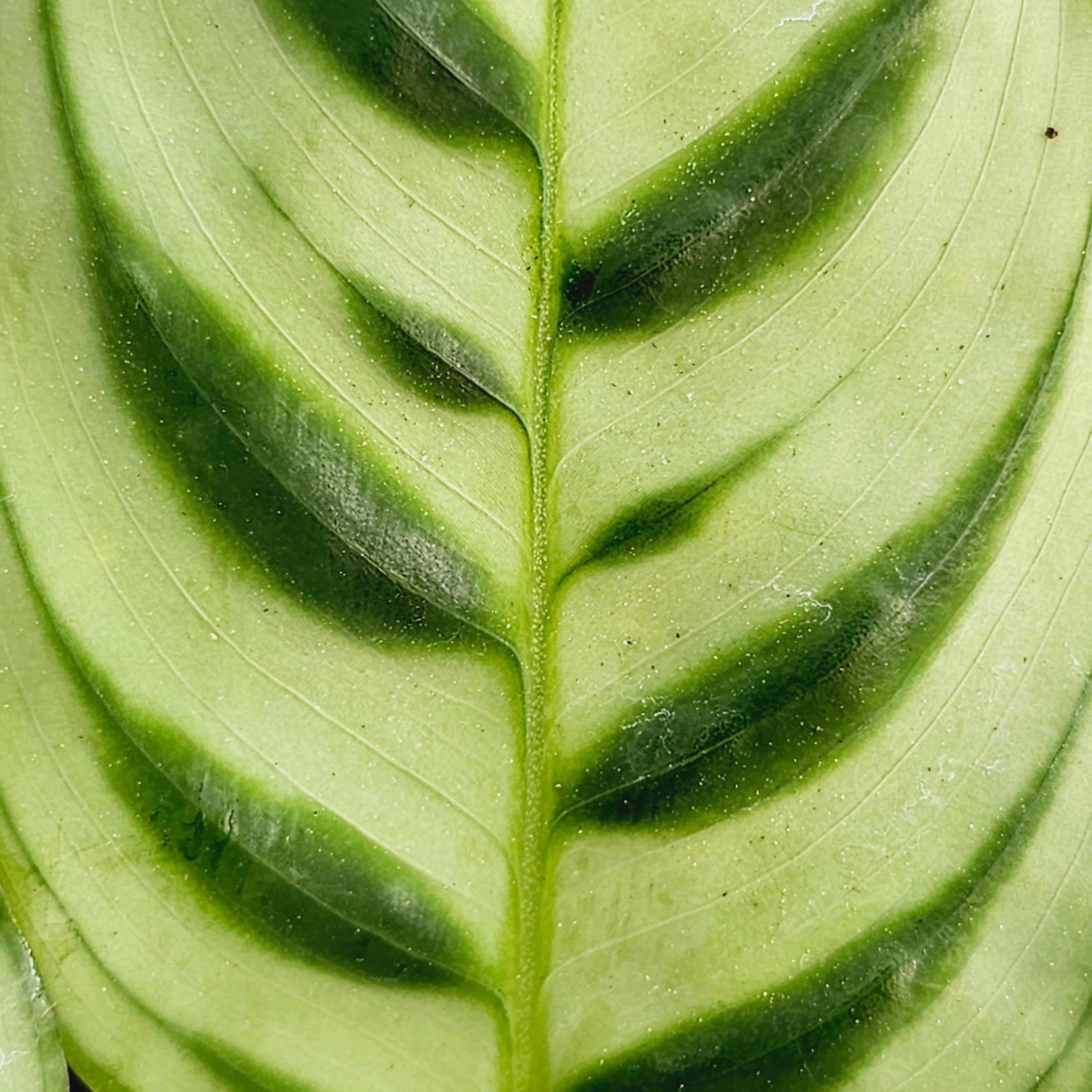 Ctenanthe burle marxii Amabilis