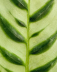 Ctenanthe burle marxii Amabilis