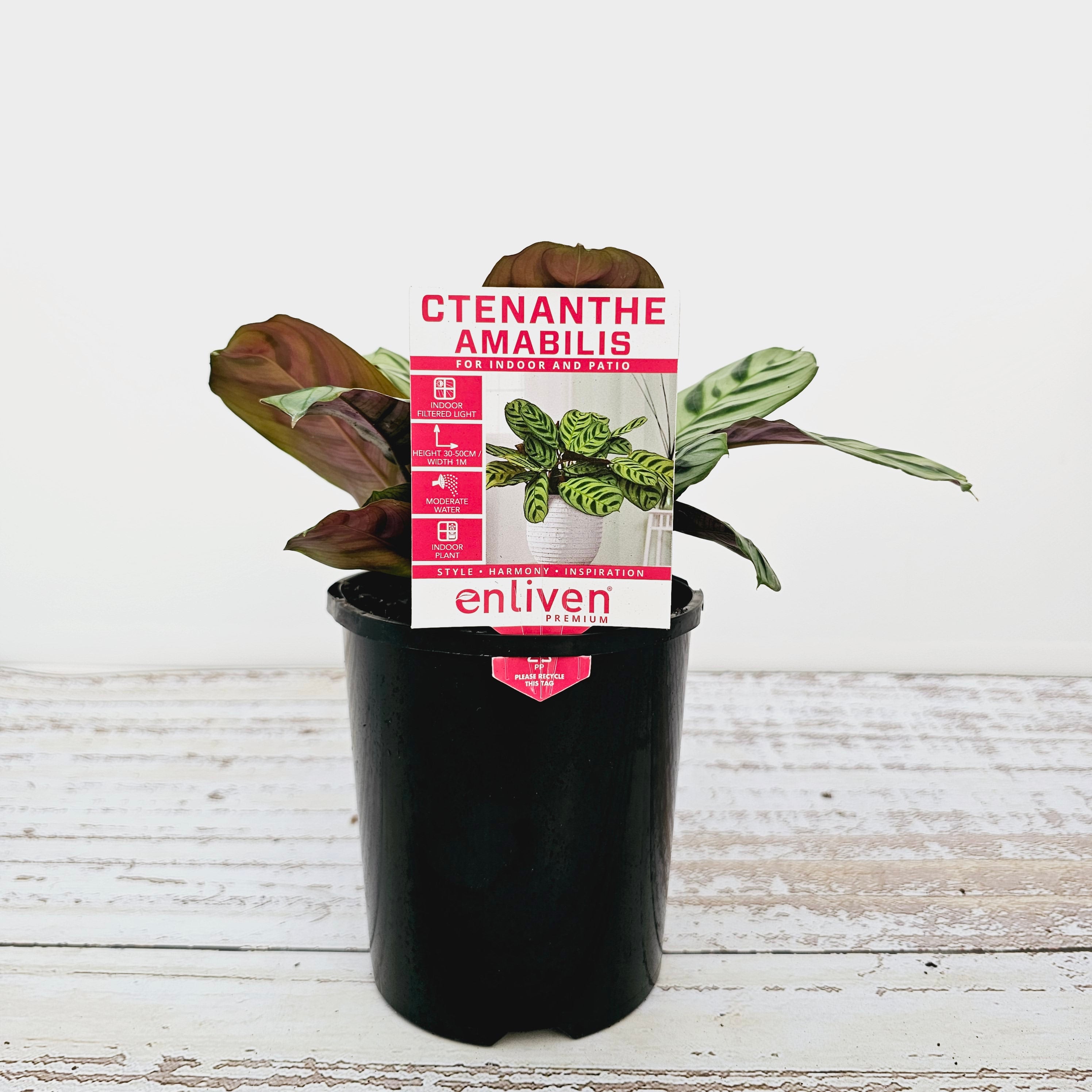 Ctenanthe burle marxii Amabilis
