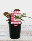 Ctenanthe burle marxii Amabilis