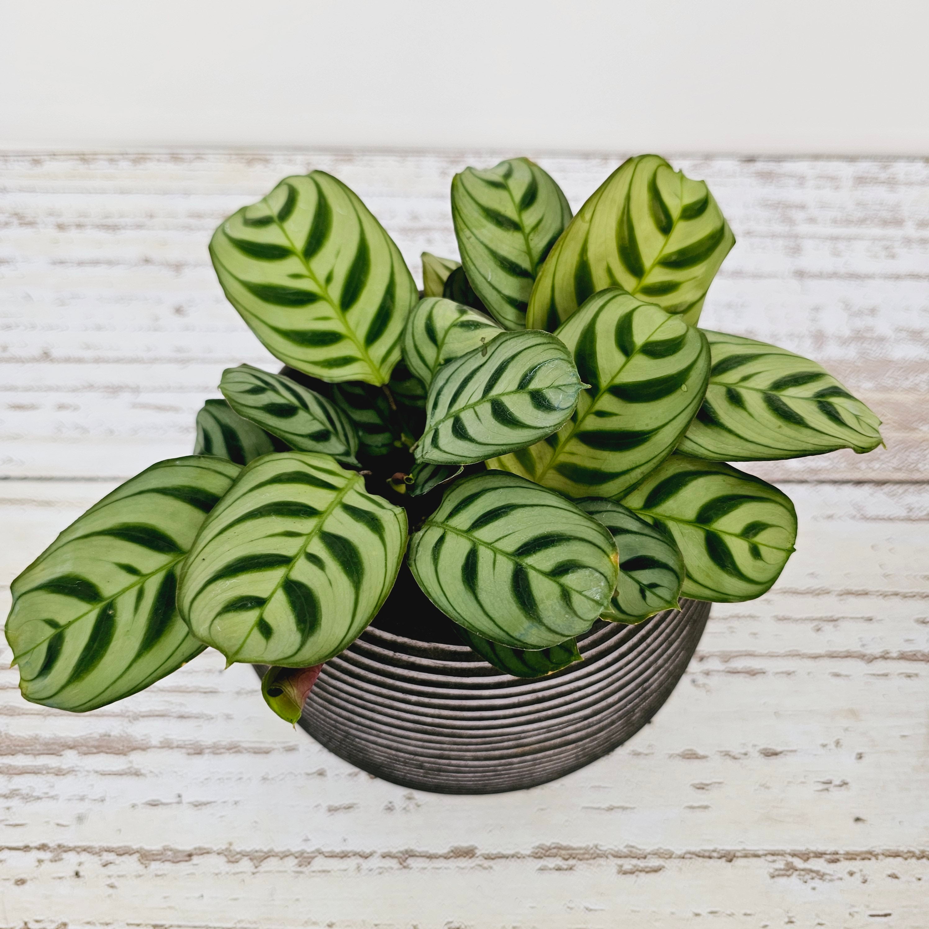 Ctenanthe burle marxii Amabilis