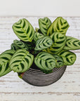 Ctenanthe burle marxii Amabilis