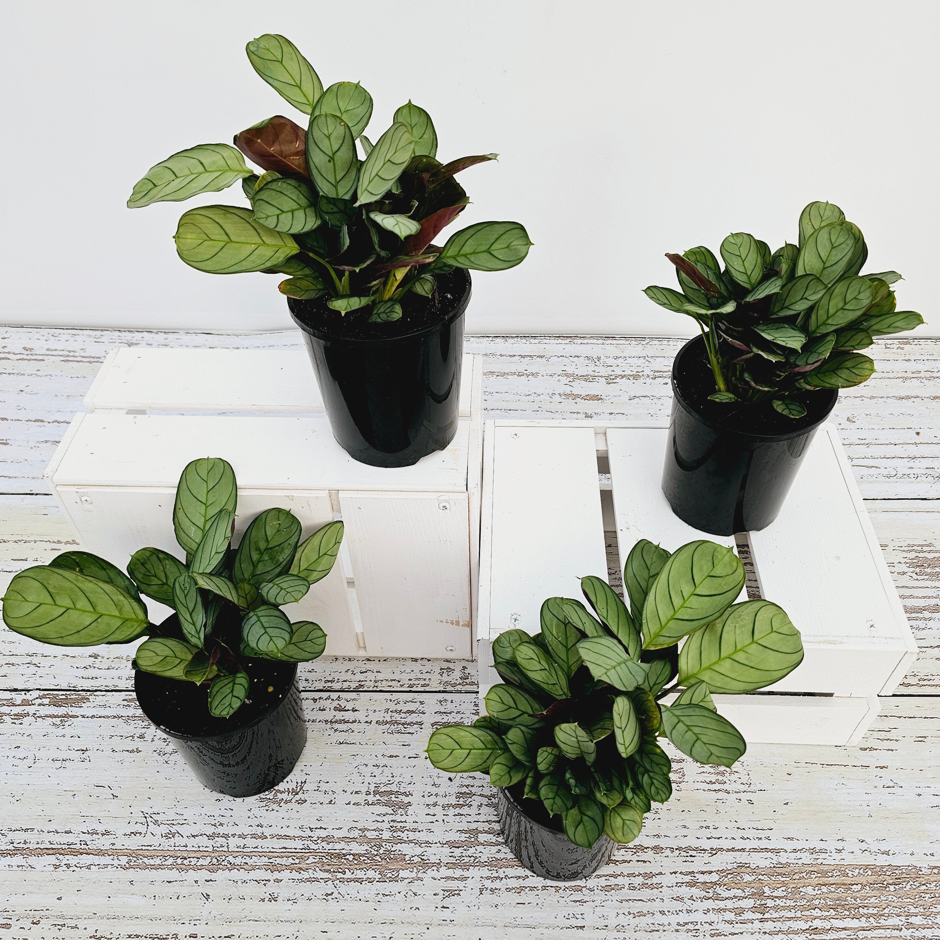 Ctenanthe burle marxii Amagris
