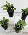 Ctenanthe burle marxii Amagris
