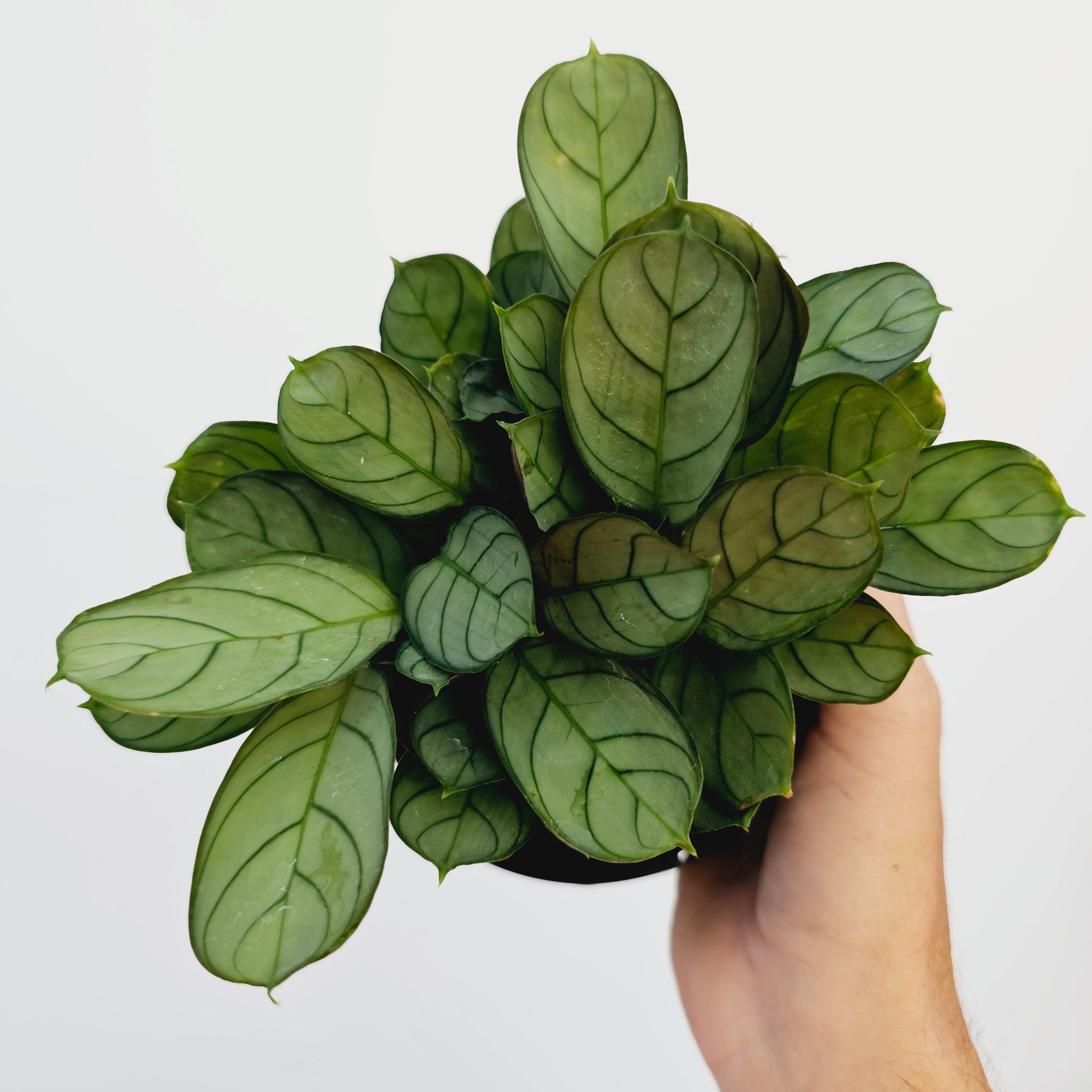 Ctenanthe burle marxii Amagris