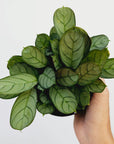 Ctenanthe burle marxii Amagris