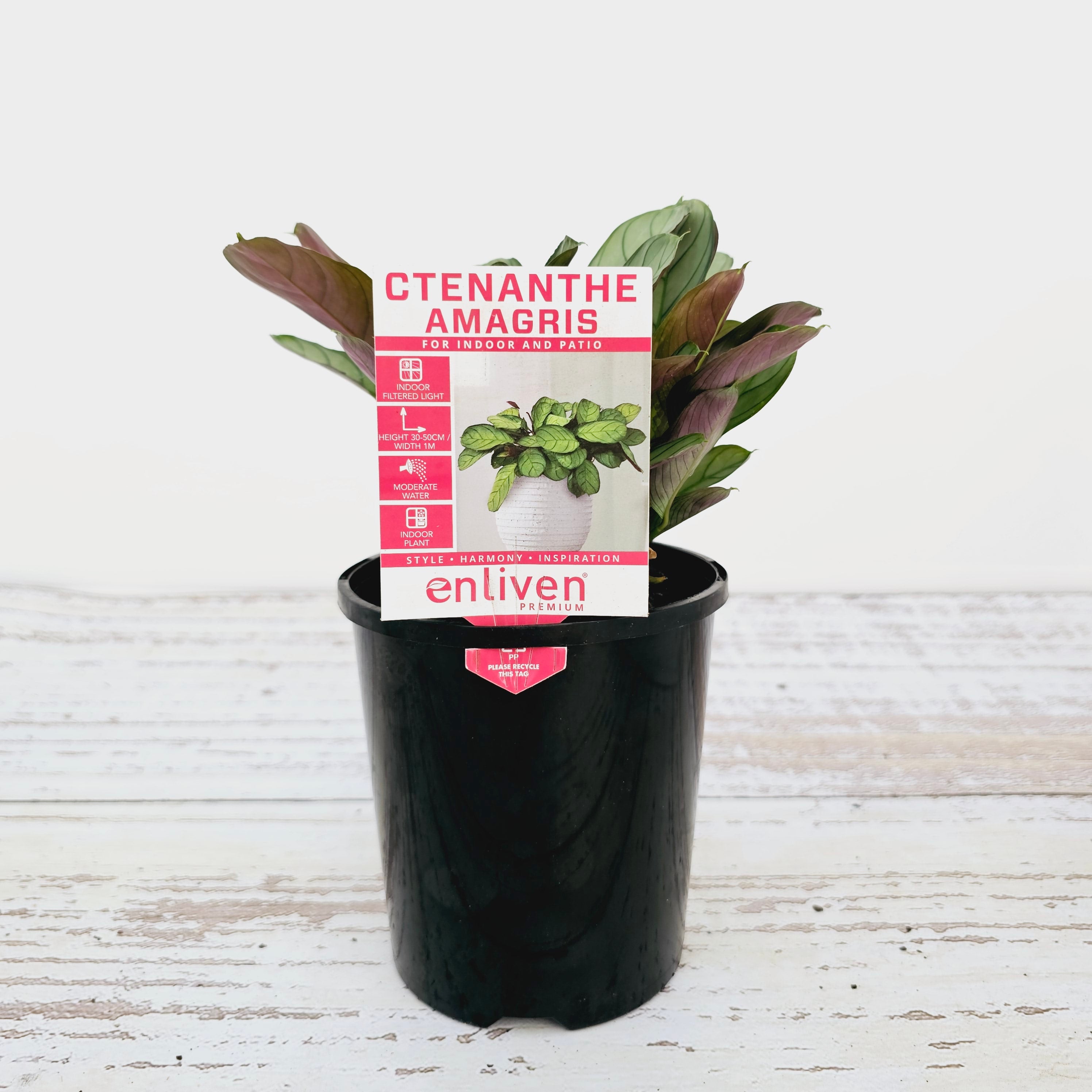 Ctenanthe burle marxii Amagris