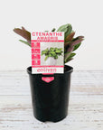Ctenanthe burle marxii Amagris
