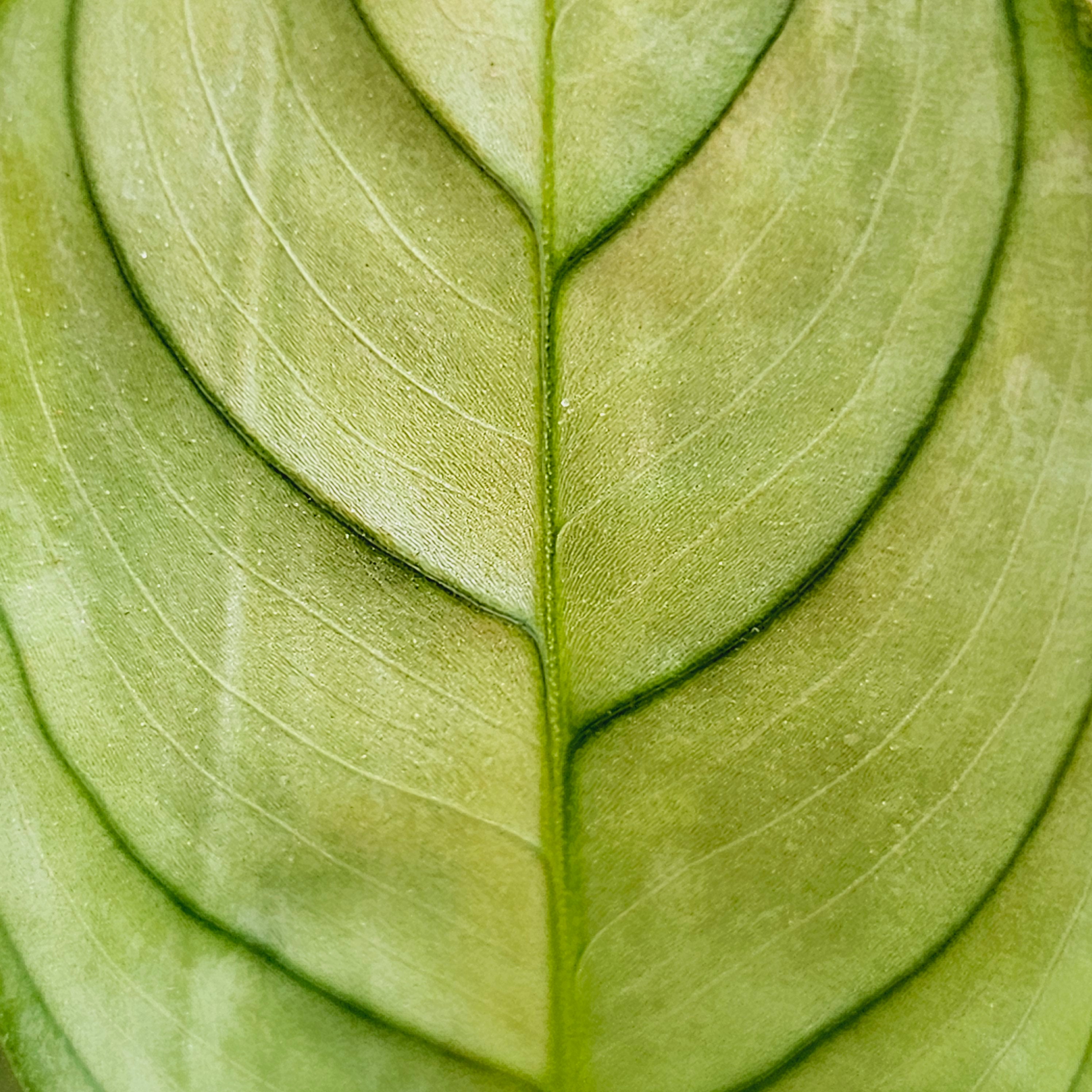 Ctenanthe burle marxii Amagris