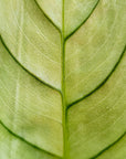 Ctenanthe burle marxii Amagris