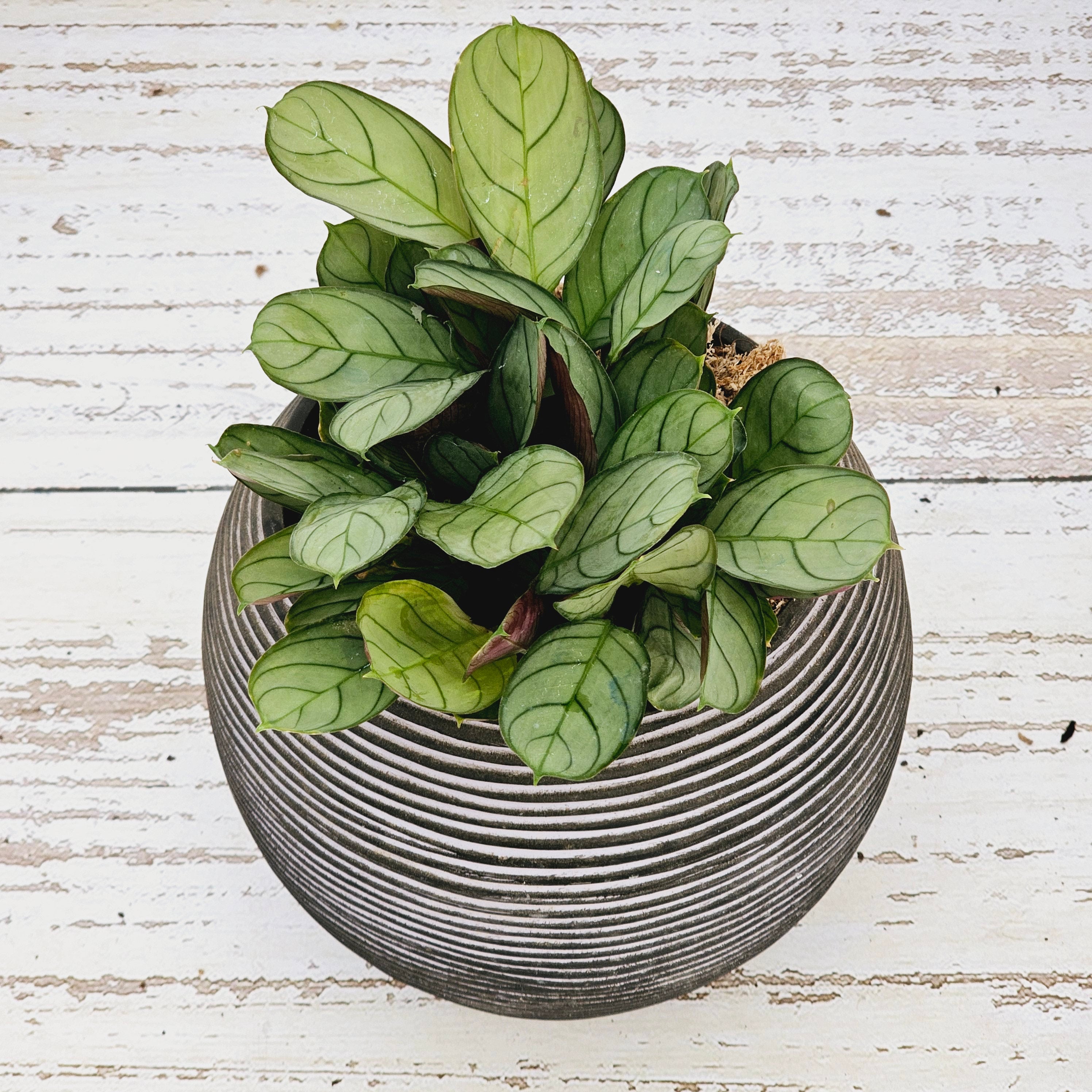 Ctenanthe burle marxii Amagris