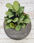 Ctenanthe burle marxii Amagris