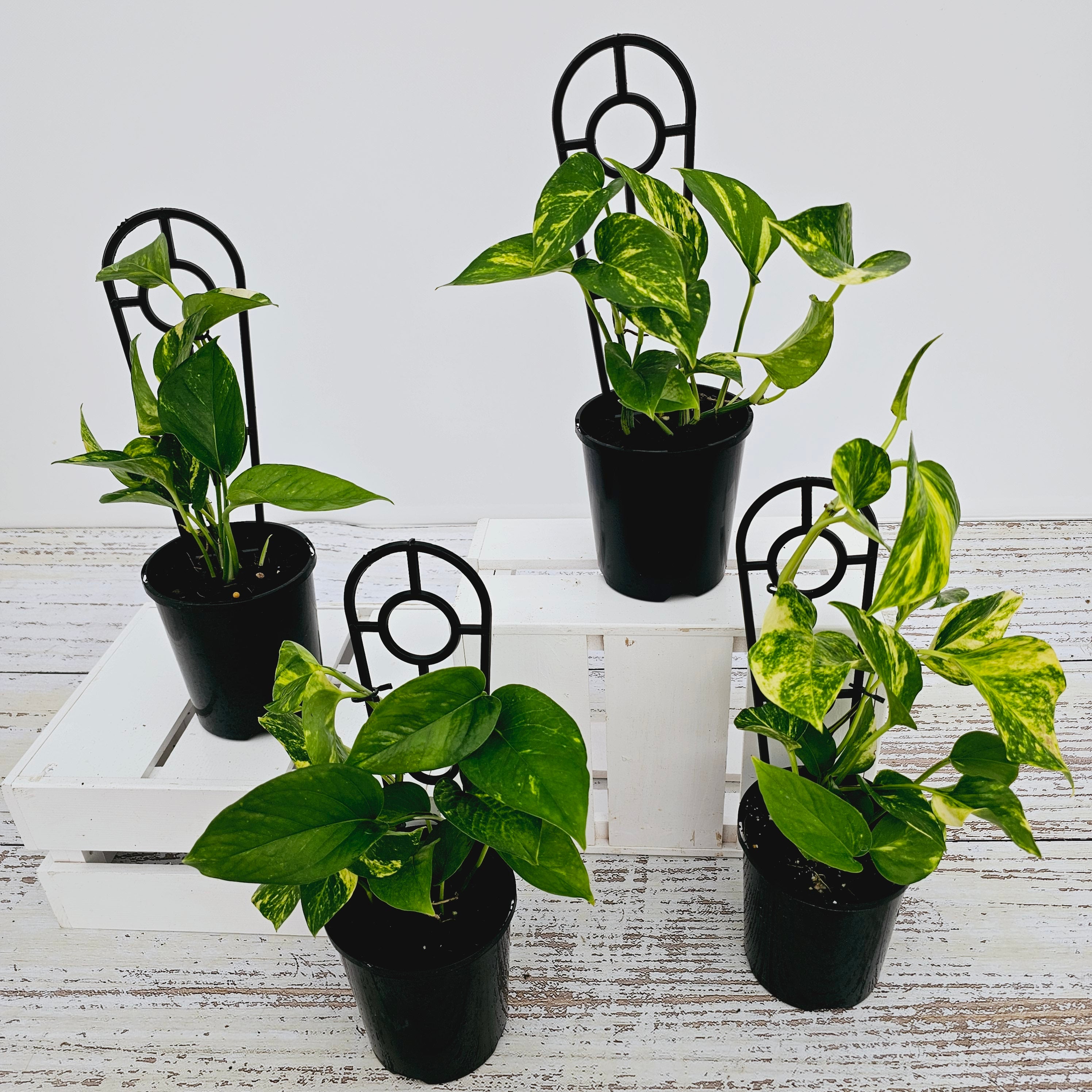 Epipremnum auruem Devil's Ivy Pothos