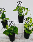 Epipremnum auruem Devil's Ivy Pothos