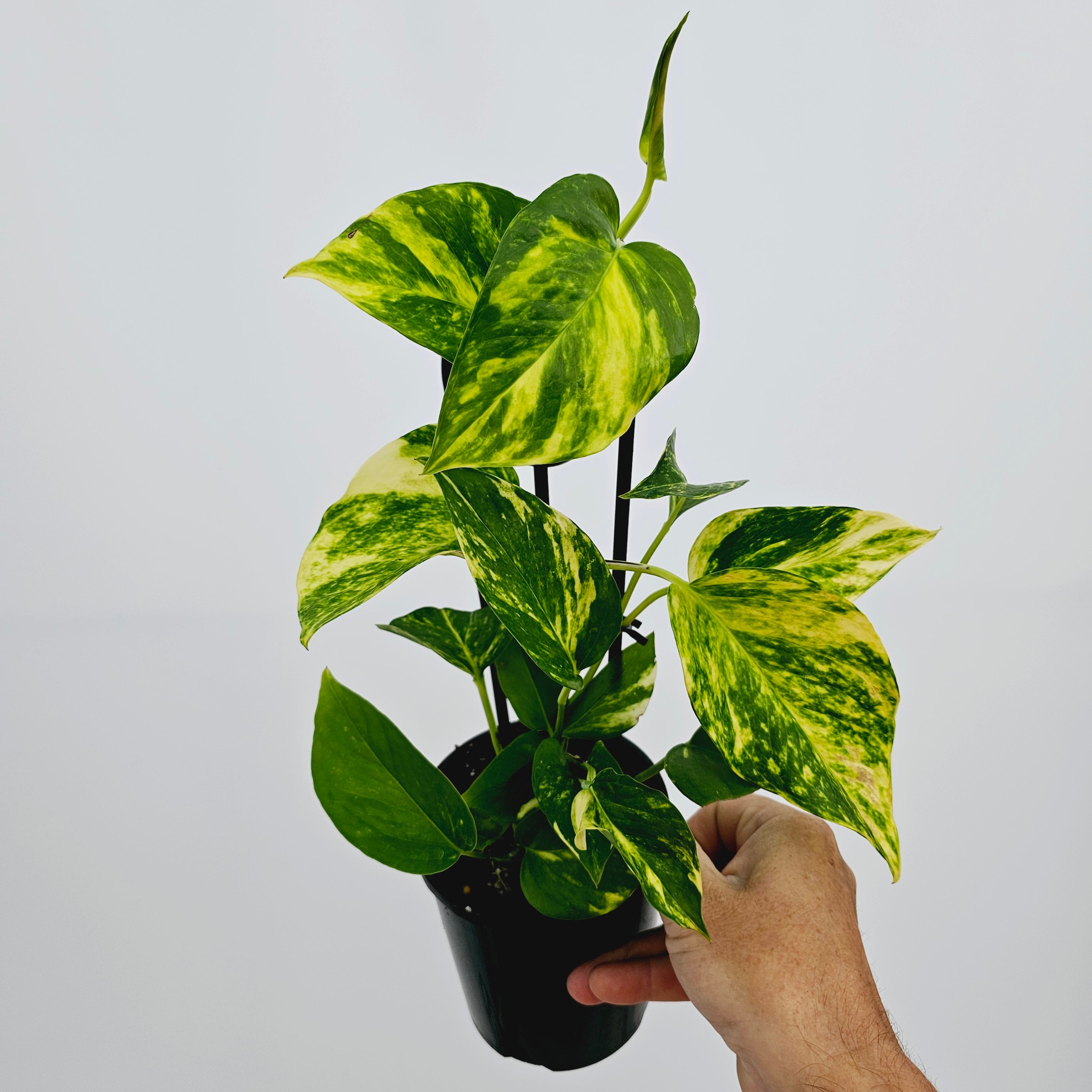 Epipremnum auruem Devil's Ivy Pothos