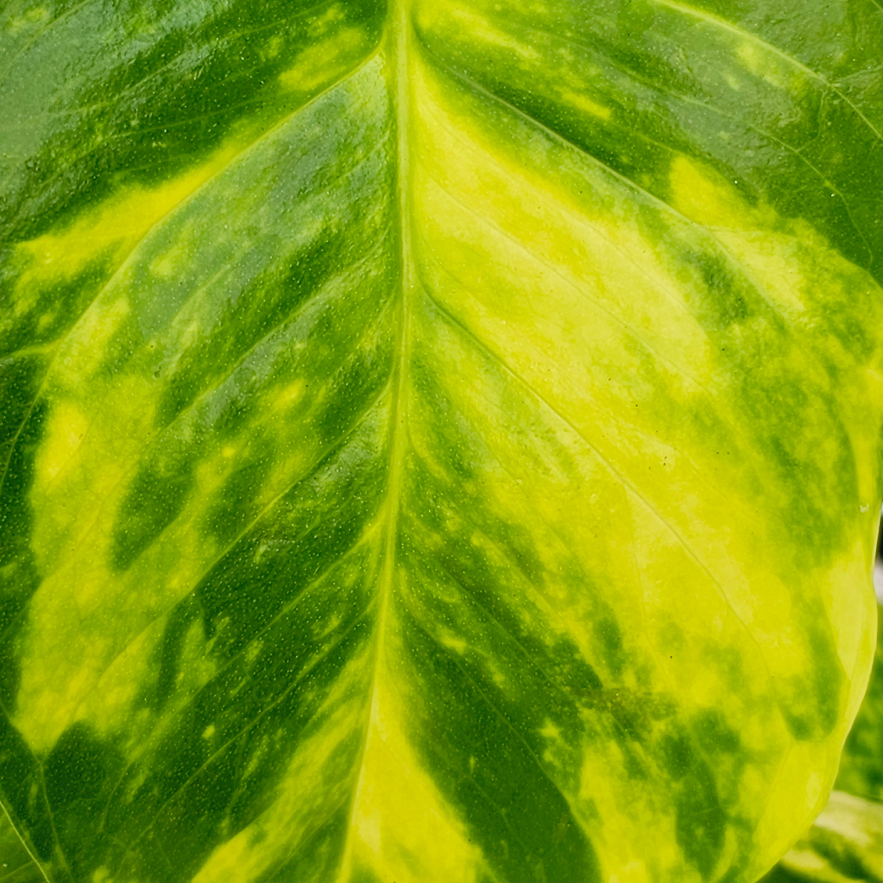 Epipremnum auruem Devil's Ivy Pothos
