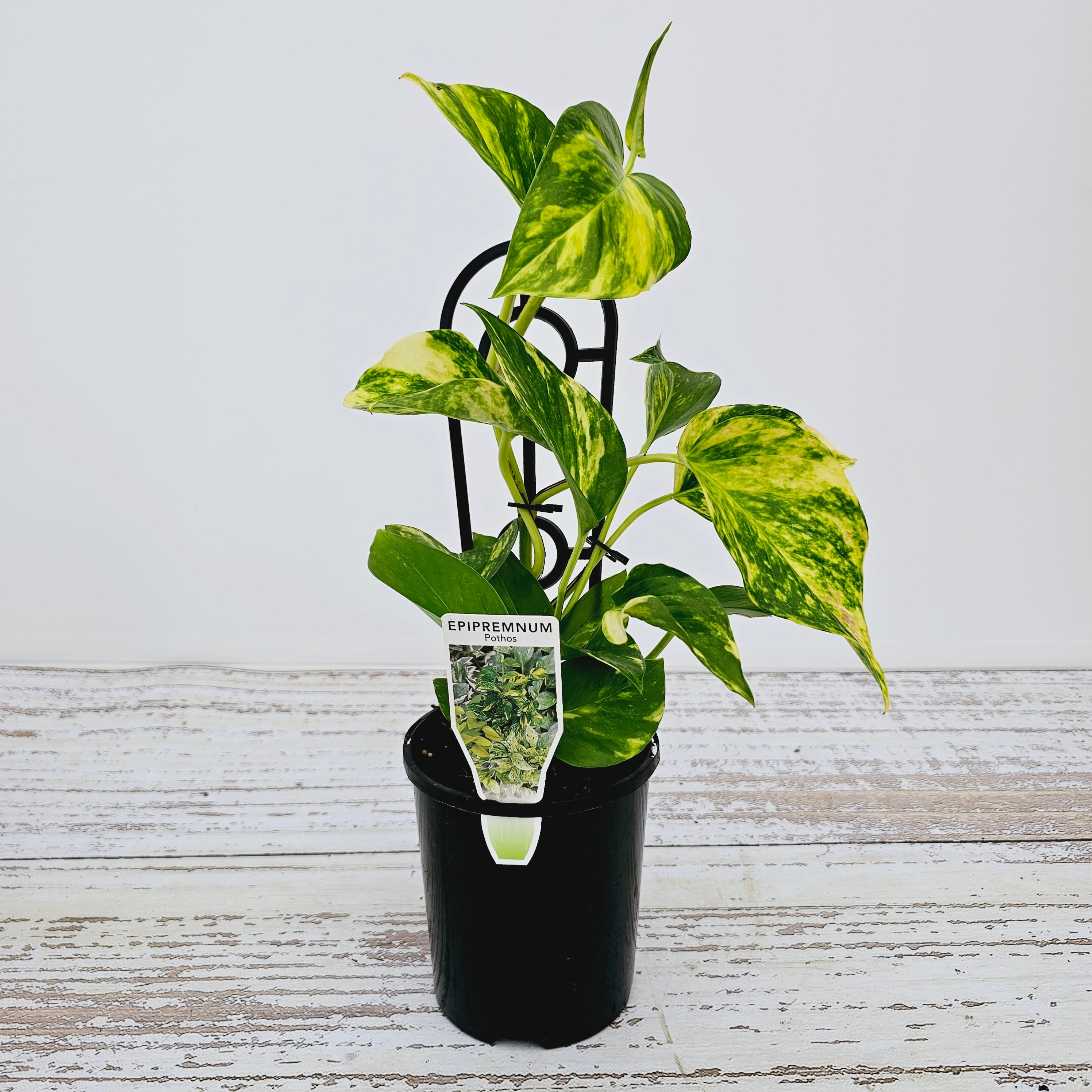 Epipremnum auruem Devil's Ivy Pothos