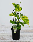 Epipremnum auruem Devil's Ivy Pothos