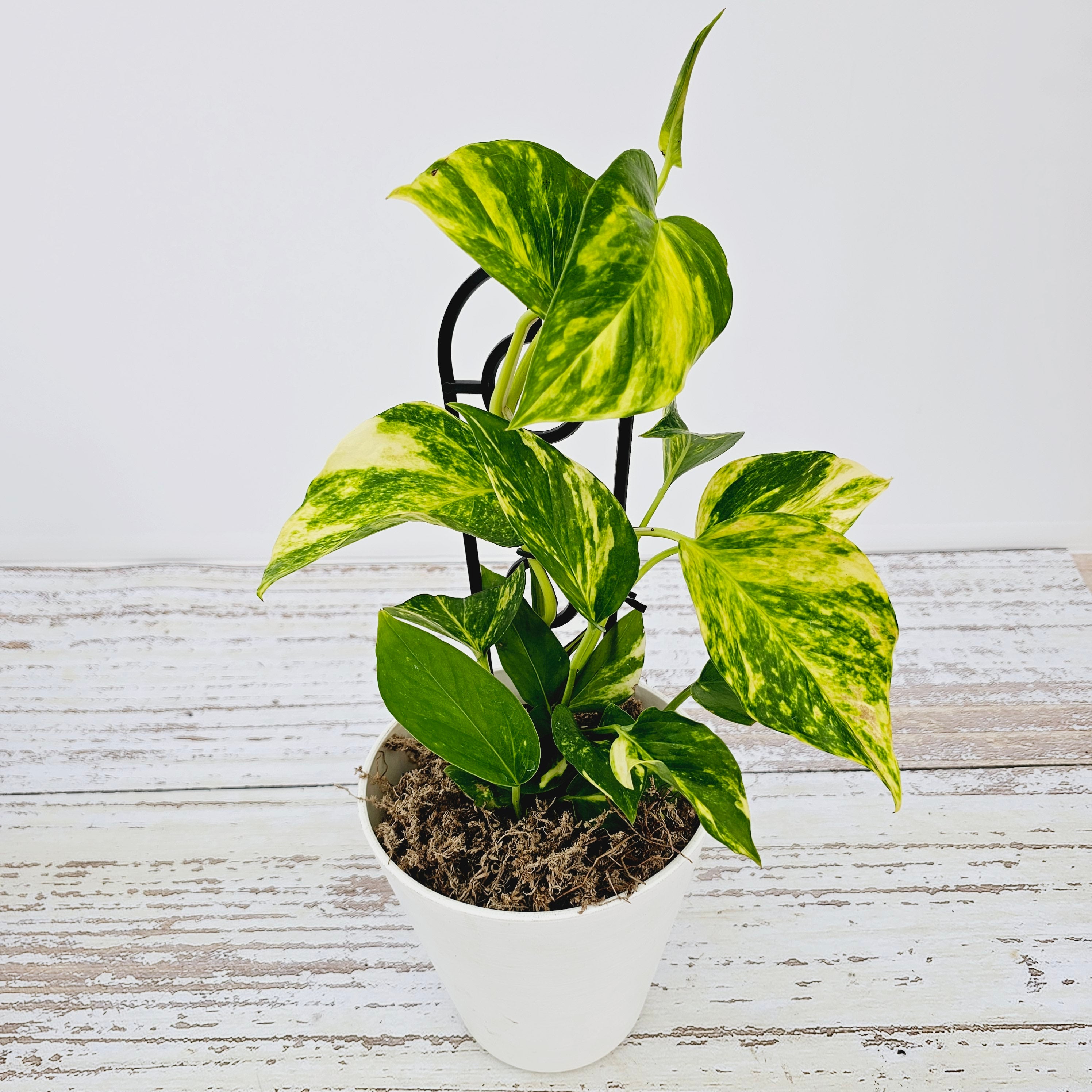 Epipremnum auruem Devil's Ivy Pothos