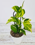 Epipremnum auruem Devil's Ivy Pothos
