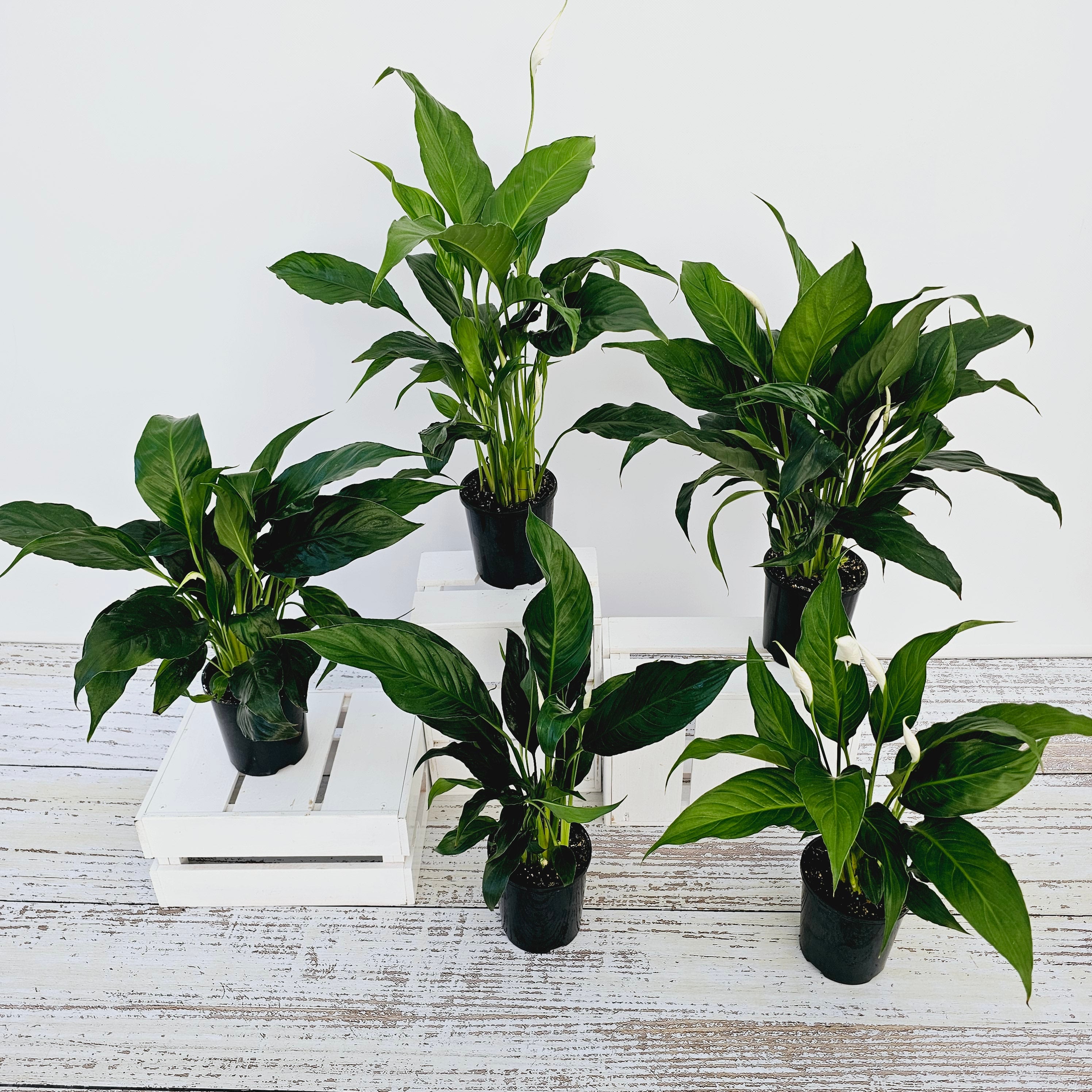 Spathiphyllum floribundum Peace Lily