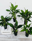 Spathiphyllum floribundum Peace Lily