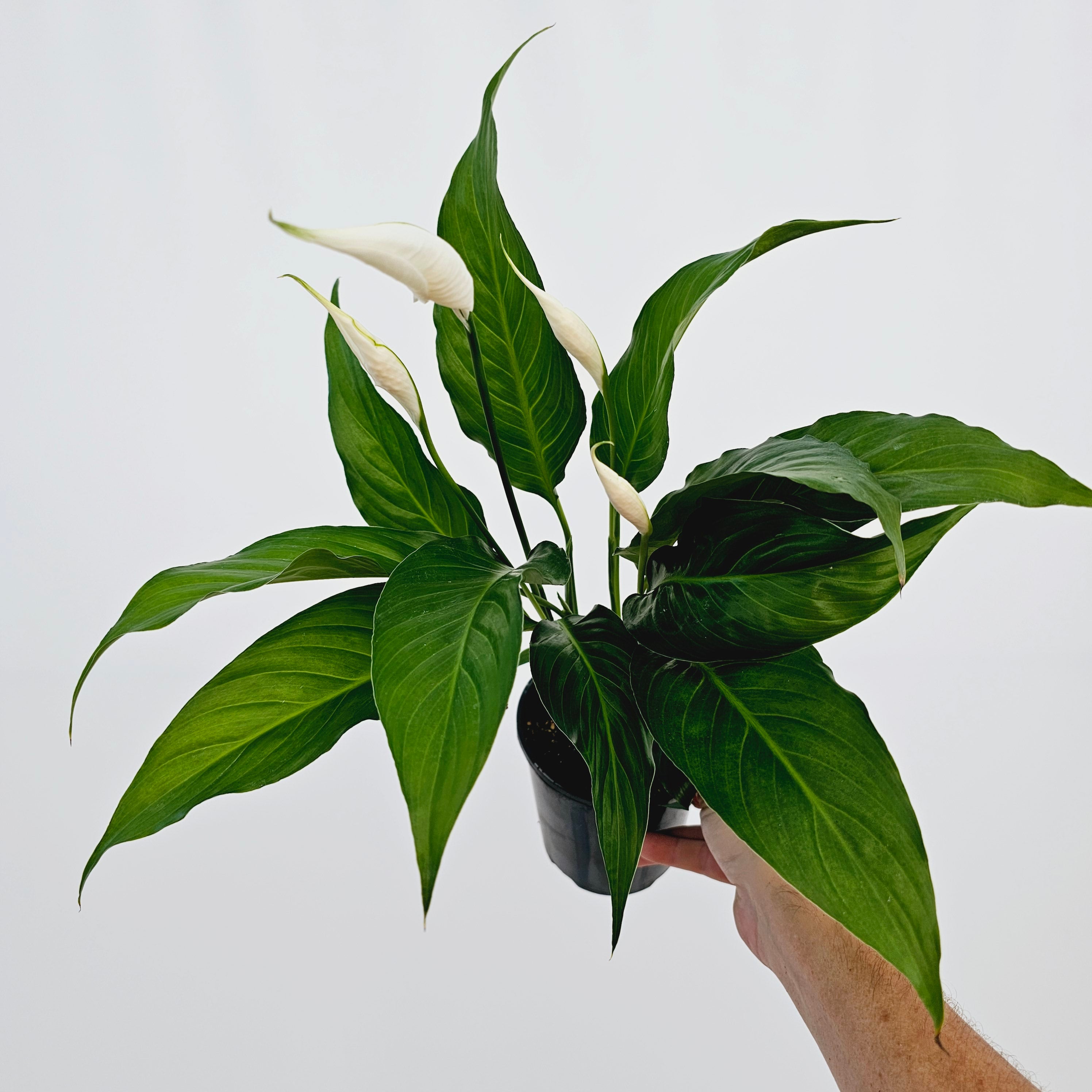 Spathiphyllum floribundum Peace Lily