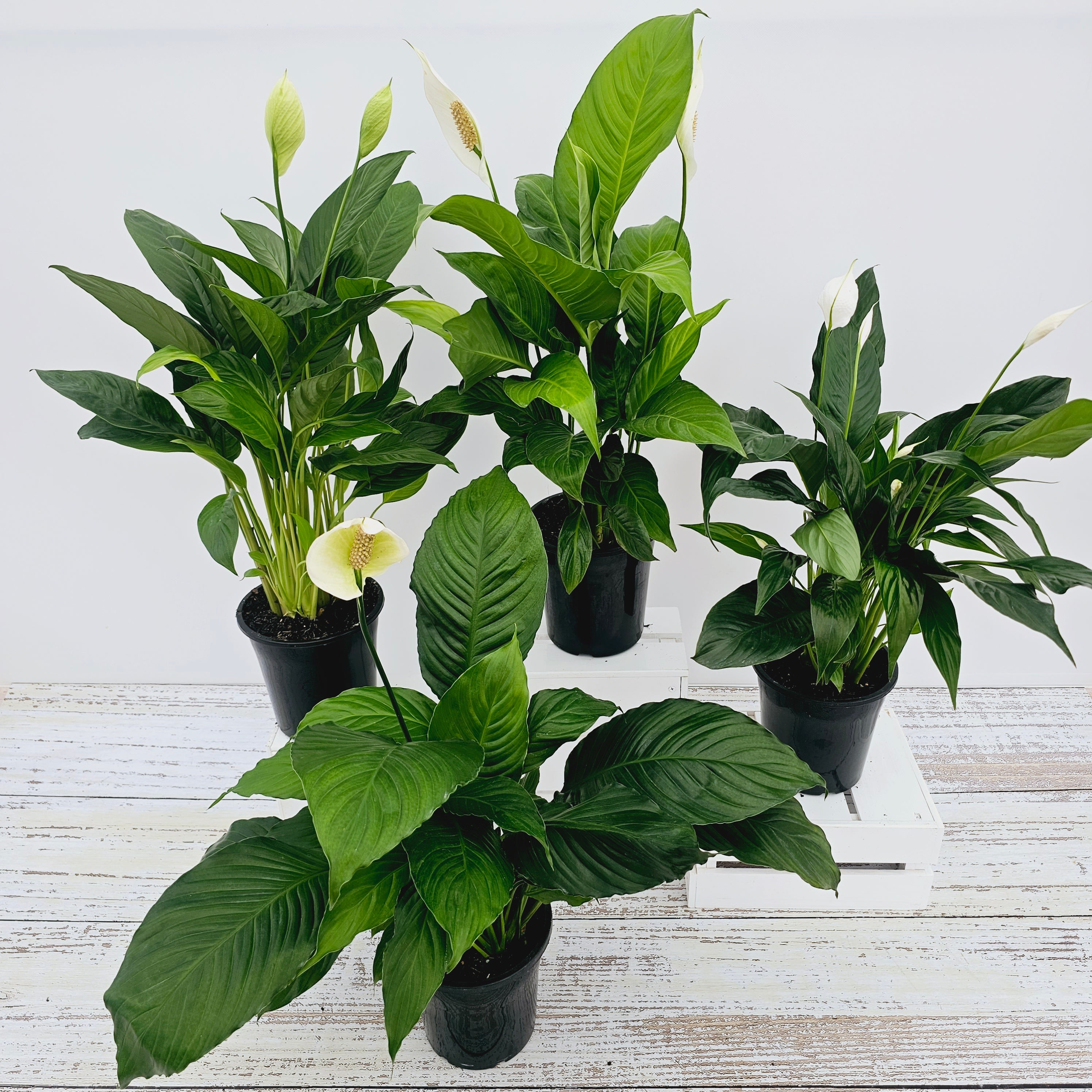 Spathiphyllum floribundum Peace Lily