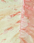 Syngonium podophyllum Confetti