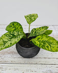 Adelonema wallisii ‘Camouflage’