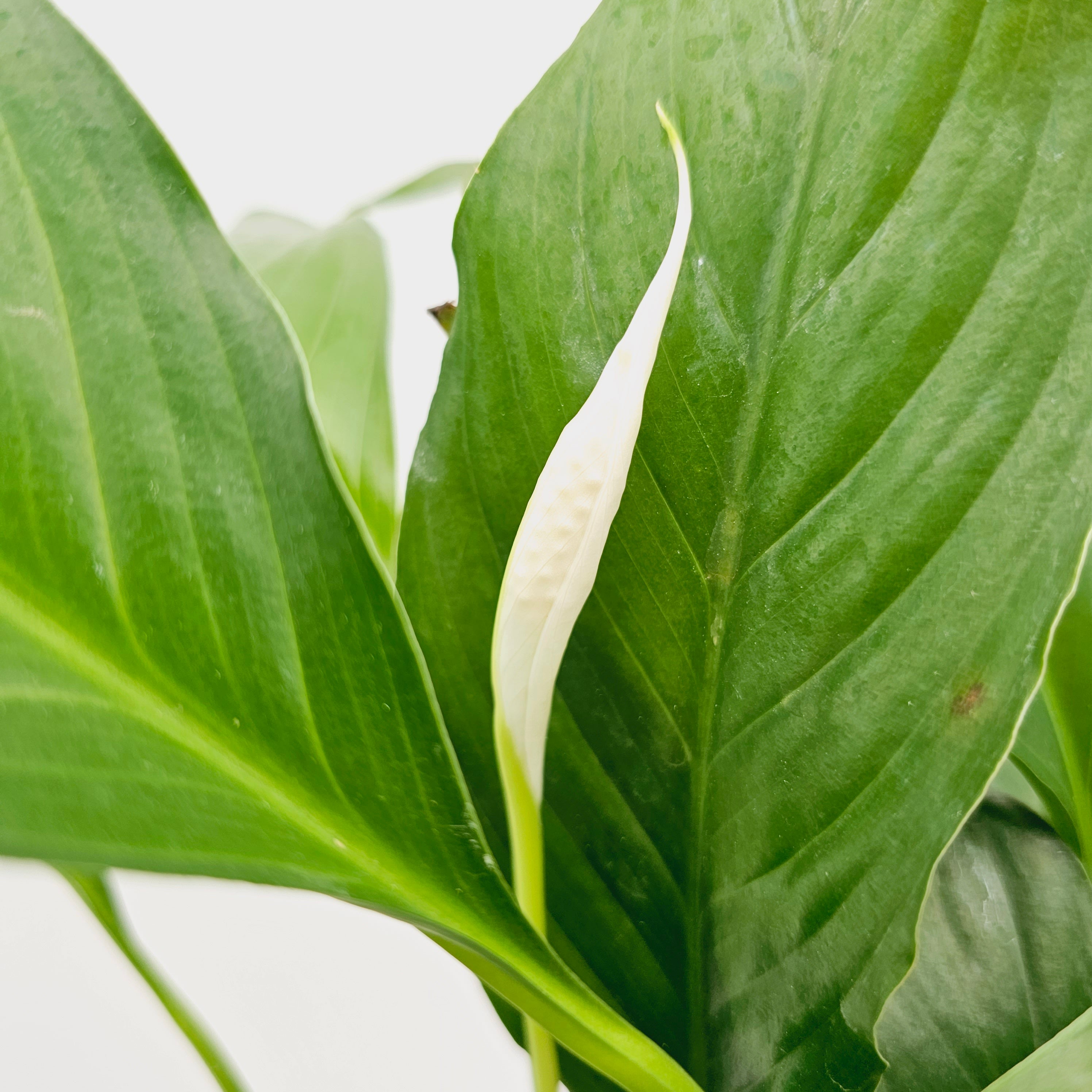 Spathiphyllum floribundum Peace Lily
