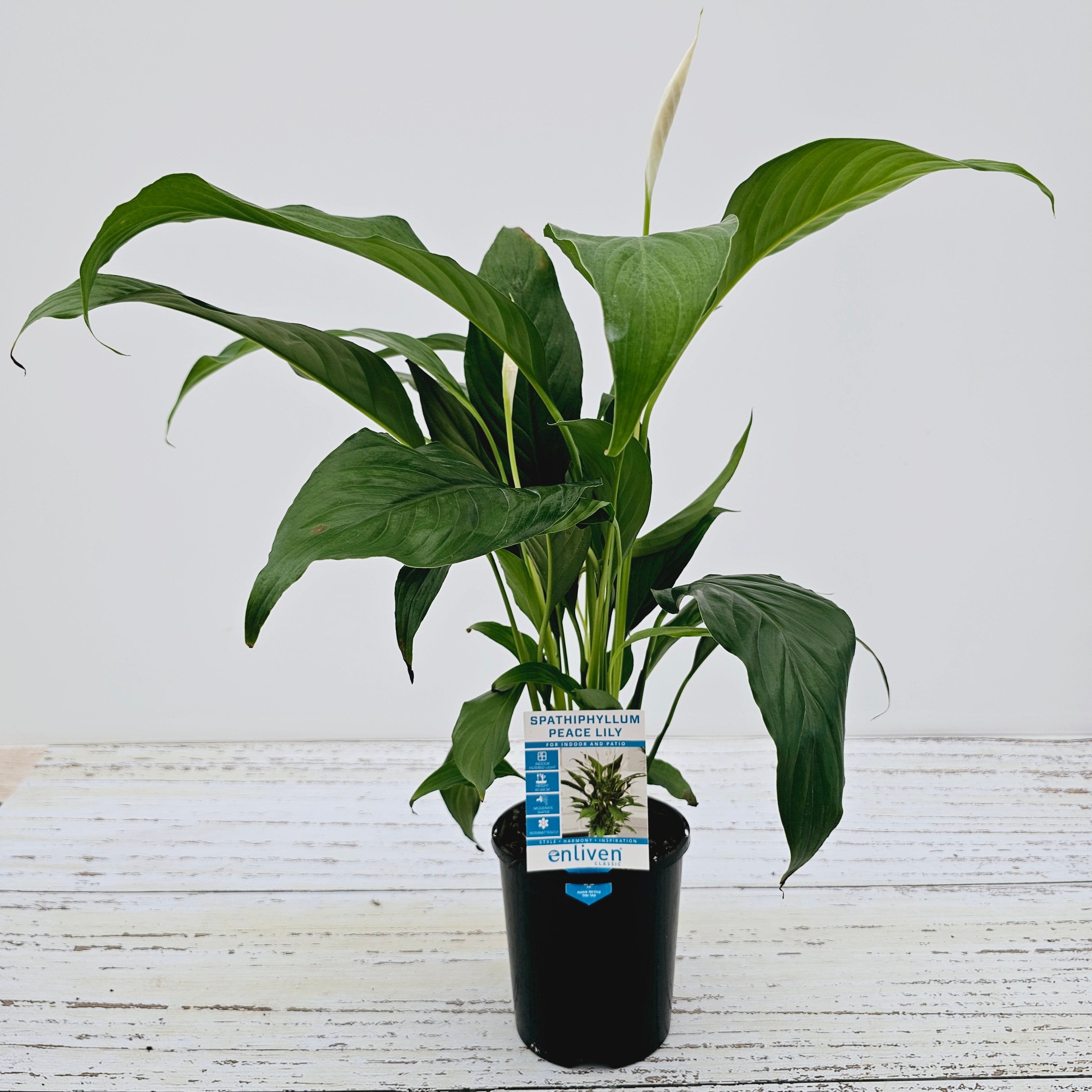 Spathiphyllum floribundum Peace Lily