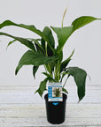 Spathiphyllum floribundum Peace Lily