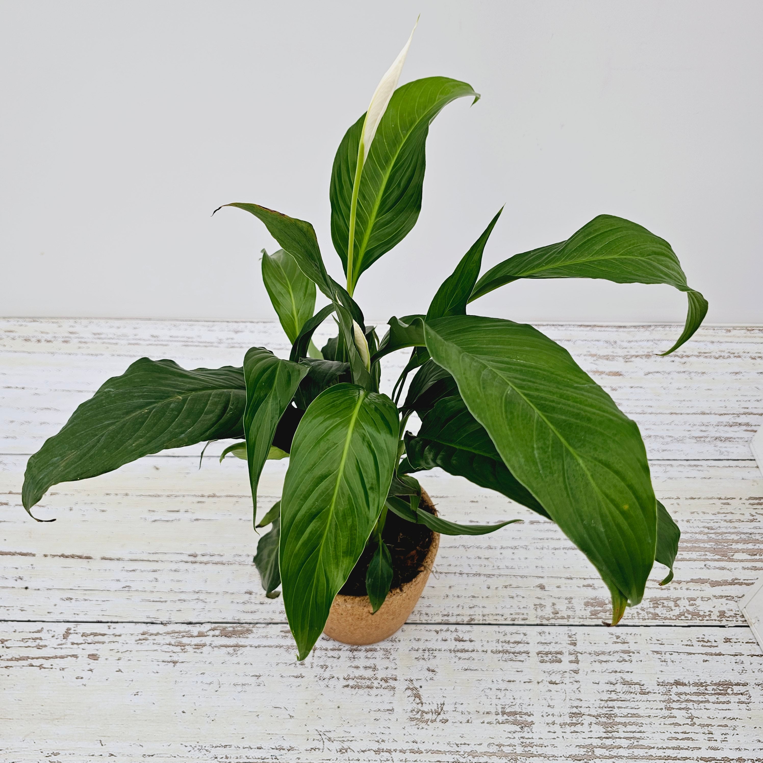 Spathiphyllum floribundum Peace Lily