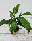 Spathiphyllum floribundum Peace Lily