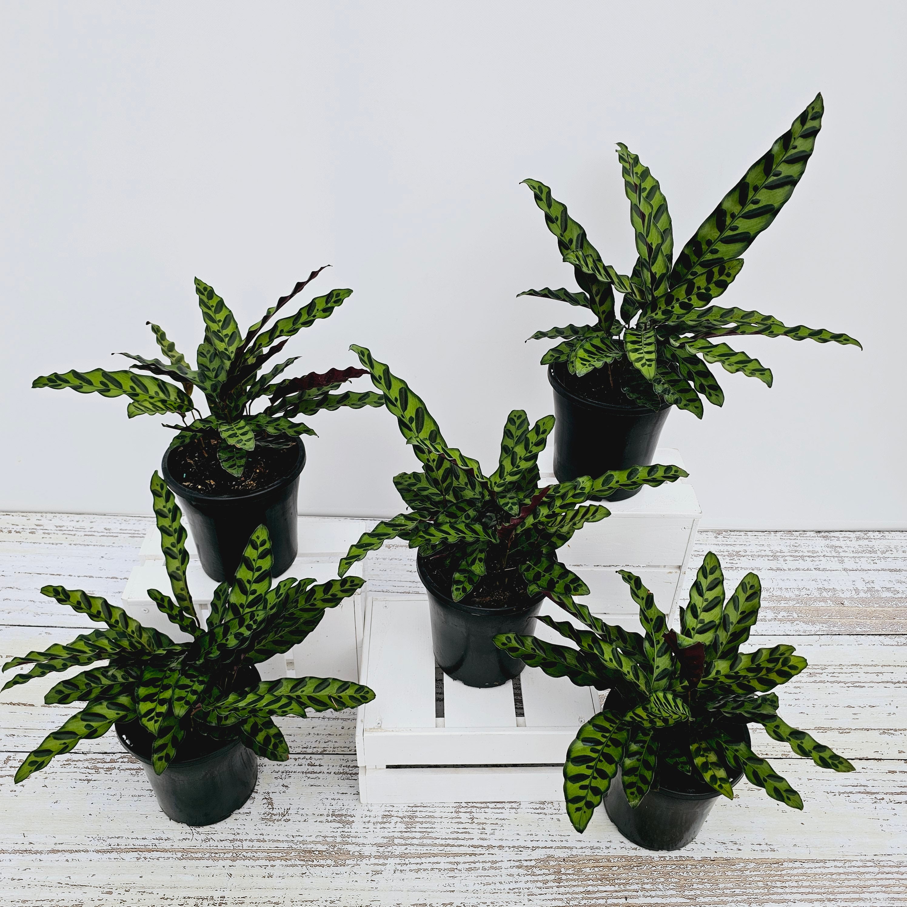 Calathea lancifolia Insignis