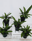 Calathea lancifolia Insignis