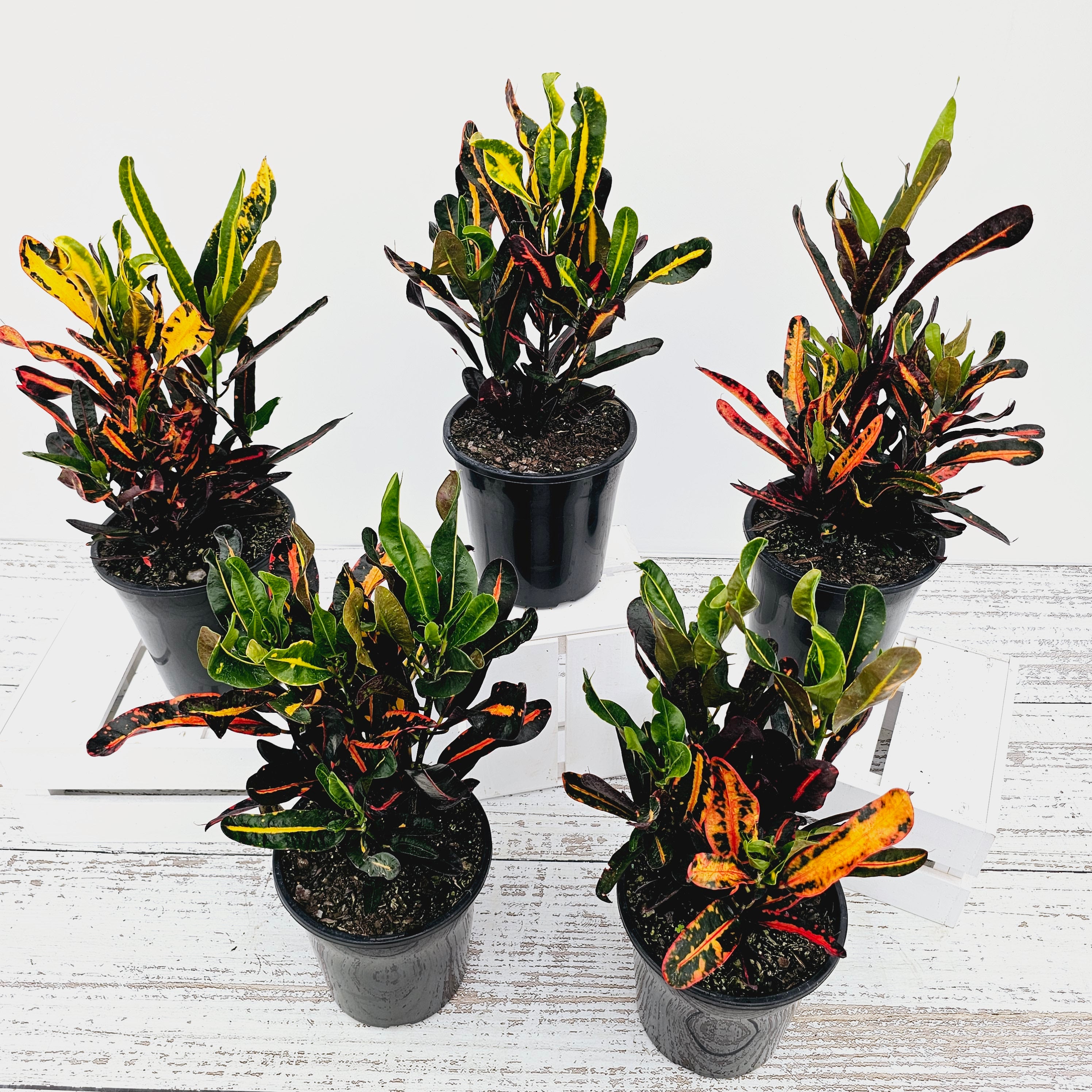 Codiaeum variegatum Croton Mammy