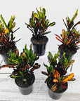 Codiaeum variegatum Croton Mammy